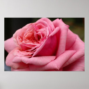 Póster Rosa Rosa I Fotografía Floral Bonita