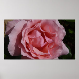 Póster Rosa rosa II Bonito floral