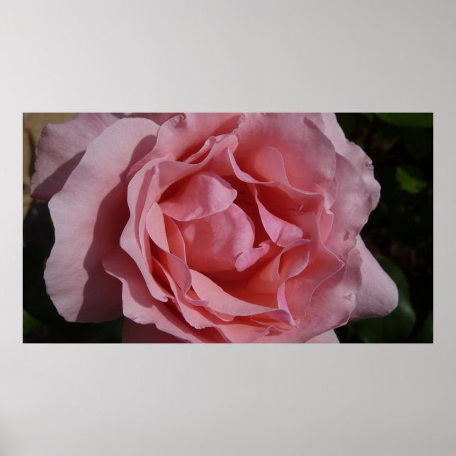 Póster Rosa rosa II Bonito floral (Frente)