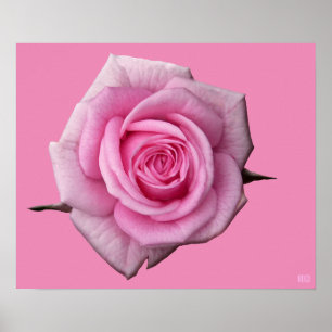 Poster Rosa Rosa Impresión Hermosa Flor Impresión