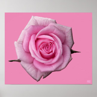 Poster Rosa Rosa Impresión Hermosa Flor Impresión