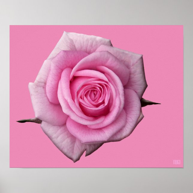 Poster Rosa Rosa Impresión Hermosa Flor Impresión (Frente)