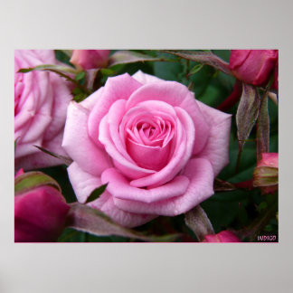 Poster Rosa Rosa Impresión Hermosa Flor Impresión