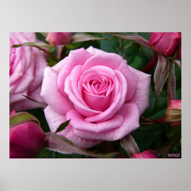 Poster Rosa Rosa Impresión Hermosa Flor Impresión (Frente)