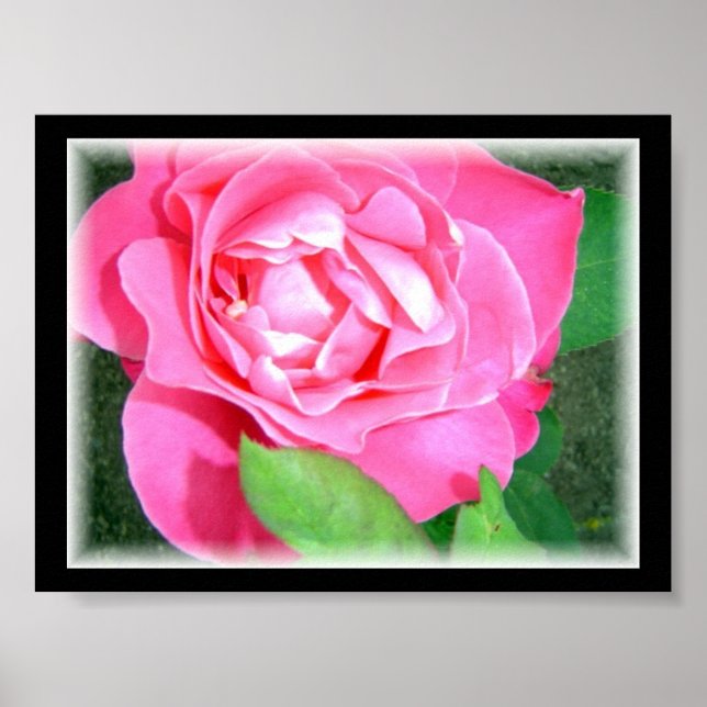 Póster Rosa Rosa Pétalo (Frente)