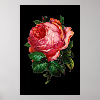 PÓSTER ROSA ROSA PRECIOSA