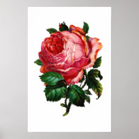 ROSA ROSA PRECIOSA