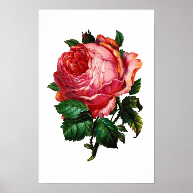 PÓSTER ROSA ROSA PRECIOSA (Frente)