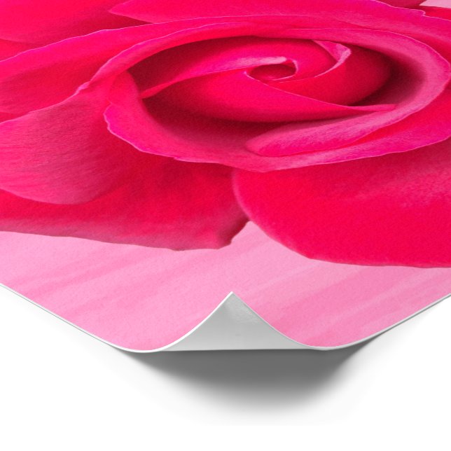 Póster Rosa Rosa Roja Romántica (Esquina)
