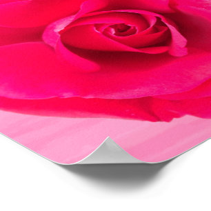 Póster Rosa rosa rojo romántico v2