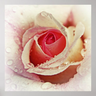 Póster Rosa rosa romántico con gotas de lluvia macroscópi