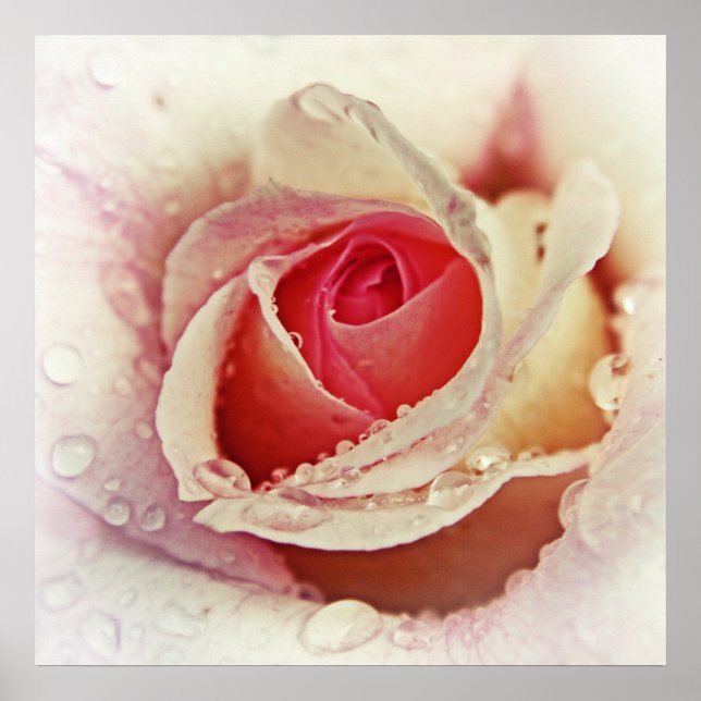 Póster Rosa rosa romántico con gotas de lluvia macroscópi (Frente)