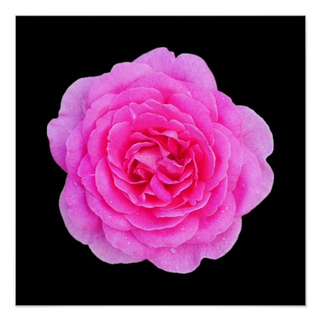 Poster Rosa Rosa Rosa (Anverso)