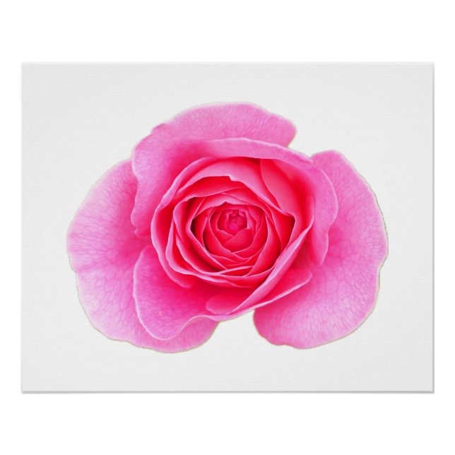 Poster Rosa Rosa Rosa (Anverso)