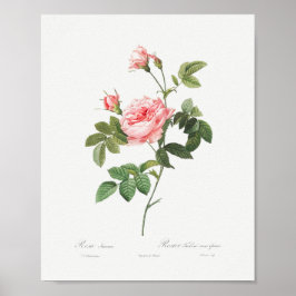 Póster Rosa rosa rosa floral Rosa de Boursault