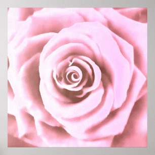 Póster Rosa rosa rosa grande pálido artístico