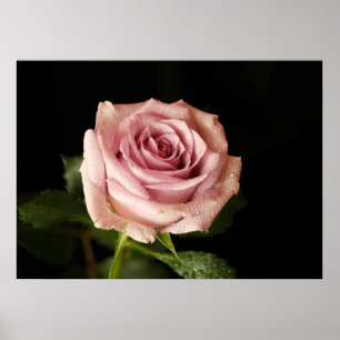 Póster rosa rosa rosa hermoso