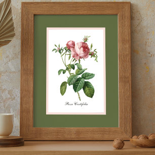 Póster Rosa Rosa Rosa Pierre Redoute Botánico