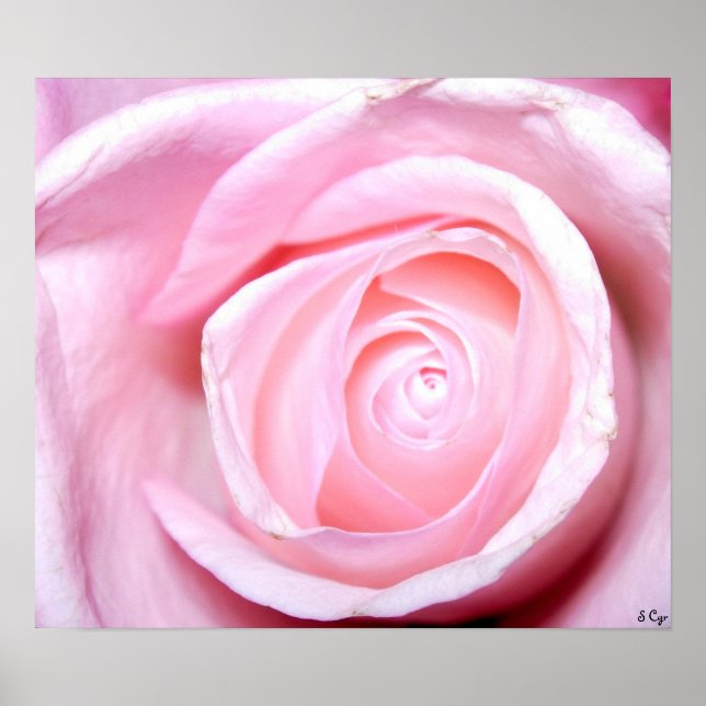 Póster Rosa Rosa Rosa Rosa Rosa, S Cyr (Frente)