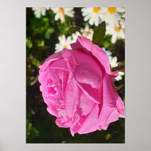 Póster Rosa Rosa Rosas Flor Jardín L'Ouche Col