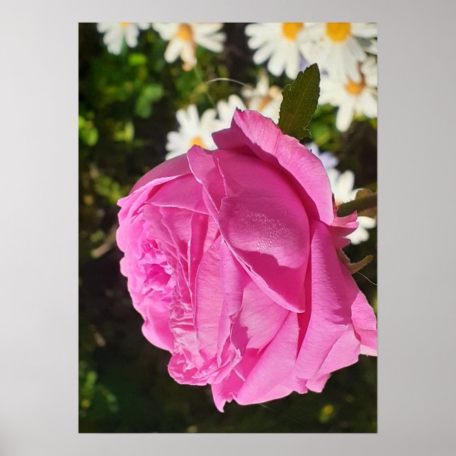 Póster Rosa Rosa Rosas Flor Jardín L'Ouche Col (Frente)