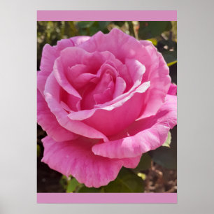 Póster Rosa Rosa Rosas Flor Jardín Perfume Delicia