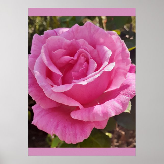 Póster Rosa Rosa Rosas Flor Jardín Perfume Delicia (Frente)