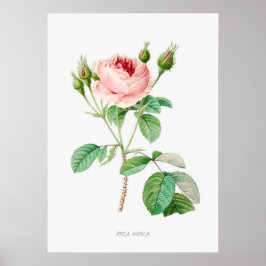 Póster Rosa rosa Rosebuds Ilustracion botánico vintage