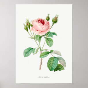 Póster Rosa rosa Rosebuds Ilustracion botánico vintage