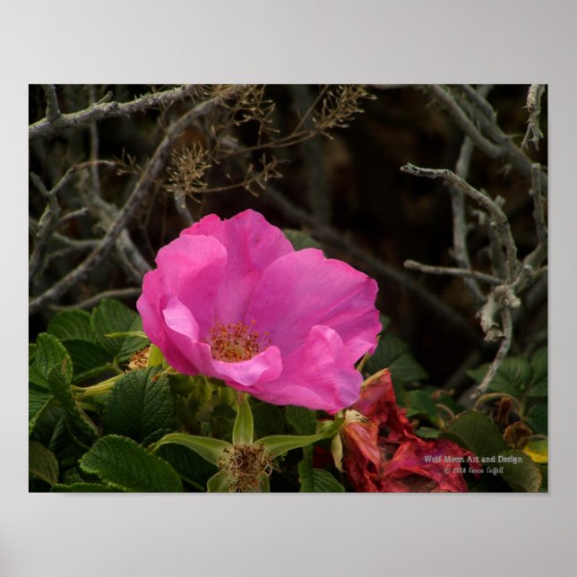 Póster Rosa Rosa Rugosa (Frente)