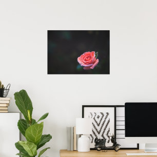 Póster Rosa rosa única con rocío