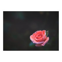 Rosa rosa única con rocío