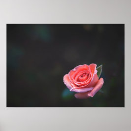 Póster Rosa rosa única con rocío