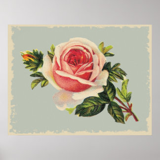 Póster Rosa rosa vintage