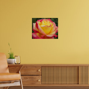 Póster Rosa rosa y amarilla Fotografía floral