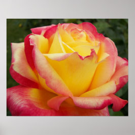 Póster Rosa rosa y amarilla Fotografía floral