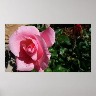 Póster Rosa rosa y floral del Jardín de Bud