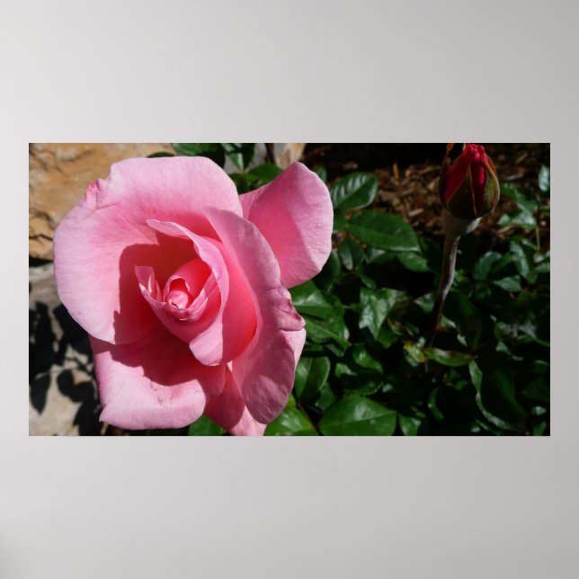 Póster Rosa rosa y floral del Jardín de Bud (Frente)