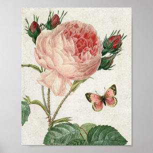 Póster Rosa rosa y mariposa botánica vintage