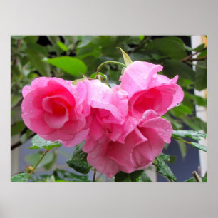 Póster rosa rosada y gotas de lluvia