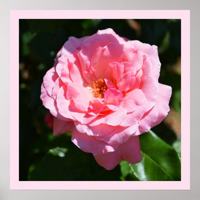 Póster rosa rosado bonito (Frente)