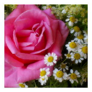 Póster Rosa rosado caliente y foto en blanco