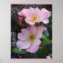 Rosa rosado de flores florales de salvaje Poster