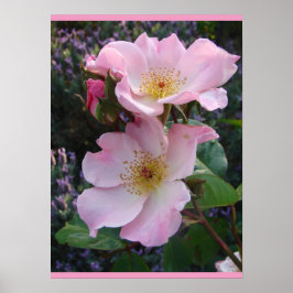 Póster Rosa rosado de flores florales de salvaje Poster