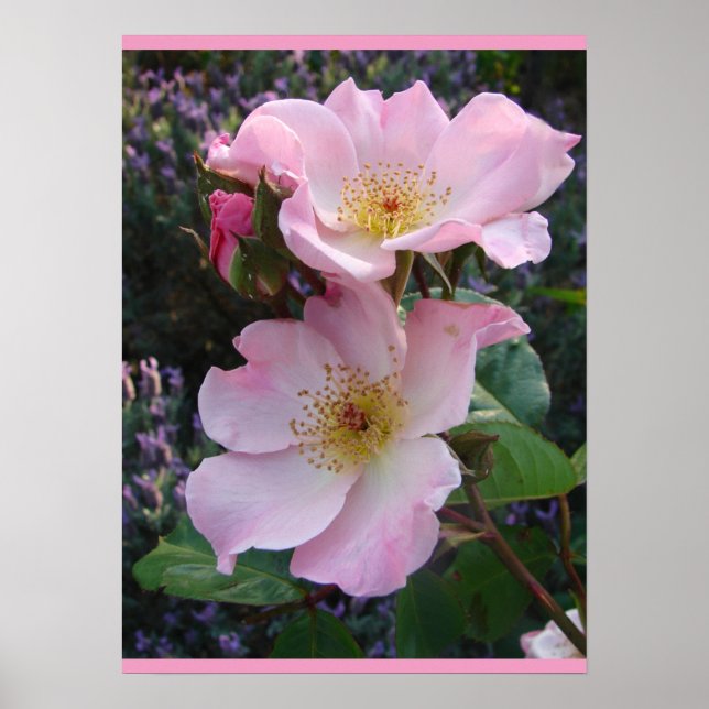 Póster Rosa rosado de flores florales de  salvaje Poster  (Frente)