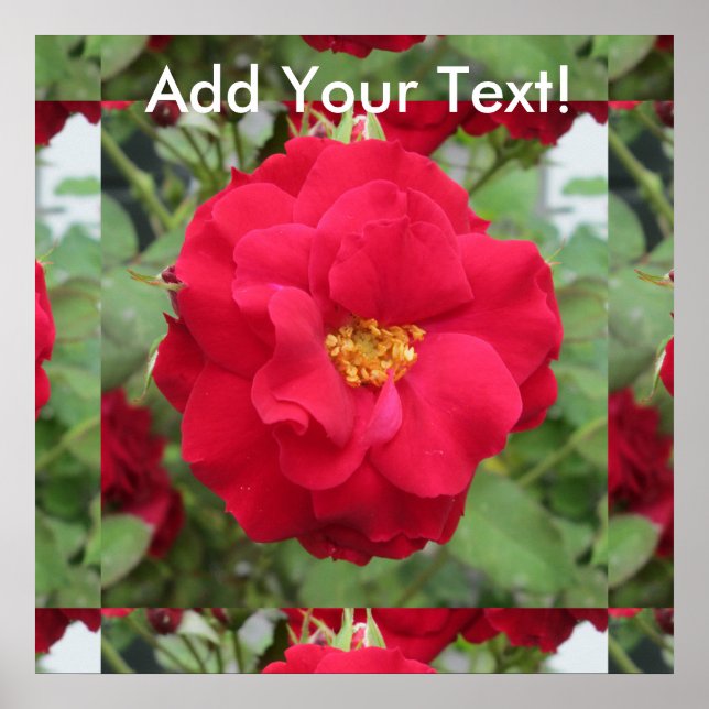 Póster Rosa Rote Blume (Frente)