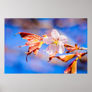 Póster Rosa Sakura Flower Blue Sky