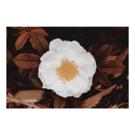 Póster Rosa Salvaje Blanco Sobre Hojas De Otoño Tedadas D