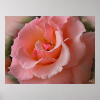Poster Rosa salvaje Imprimir bello arte de flores