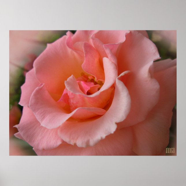 Poster Rosa salvaje Imprimir bello arte de flores (Frente)